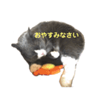 犬猫三昧（個別スタンプ：32）