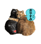 犬猫三昧（個別スタンプ：33）