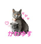 犬猫三昧（個別スタンプ：34）