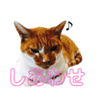 犬猫三昧（個別スタンプ：35）