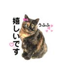 犬猫三昧（個別スタンプ：36）