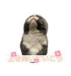 犬猫三昧（個別スタンプ：37）