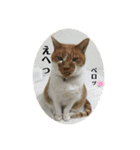 犬猫三昧（個別スタンプ：38）