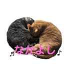 犬猫三昧（個別スタンプ：39）