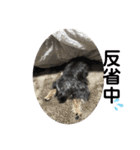 犬猫三昧（個別スタンプ：40）