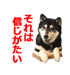 しゃべる柴犬（日常会話編5）（個別スタンプ：6）