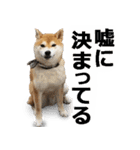 しゃべる柴犬（日常会話編5）（個別スタンプ：9）