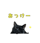 黒猫おずと茶トラゆず（個別スタンプ：5）