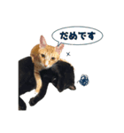 黒猫おずと茶トラゆず（個別スタンプ：6）