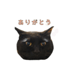 黒猫おずと茶トラゆず（個別スタンプ：7）