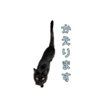 黒猫おずと茶トラゆず（個別スタンプ：13）