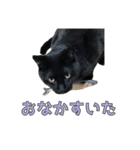 黒猫おずと茶トラゆず（個別スタンプ：15）