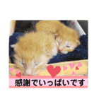 心の友ネコ「にゃかの先生」第3段（個別スタンプ：2）