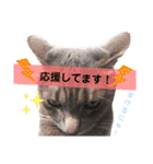 心の友ネコ「にゃかの先生」第3段（個別スタンプ：5）