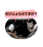 心の友ネコ「にゃかの先生」第3段（個別スタンプ：11）