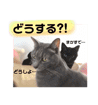 心の友ネコ「にゃかの先生」第3段（個別スタンプ：13）