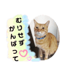 心の友ネコ「にゃかの先生」第3段（個別スタンプ：15）