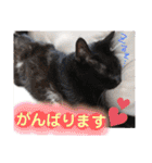 心の友ネコ「にゃかの先生」第3段（個別スタンプ：16）