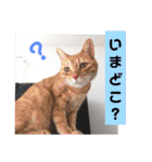 心の友ネコ「にゃかの先生」第3段（個別スタンプ：17）
