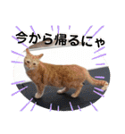 心の友ネコ「にゃかの先生」第3段（個別スタンプ：25）