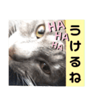 心の友ネコ「にゃかの先生」第3段（個別スタンプ：30）