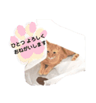 心の友ネコ「にゃかの先生」第3段（個別スタンプ：33）
