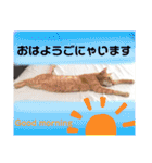 心の友ネコ「にゃかの先生」第3段（個別スタンプ：37）