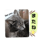 心の友ネコ「にゃかの先生」第3段（個別スタンプ：39）