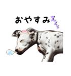とっても使いやすいアニー犬スタンプ（個別スタンプ：5）