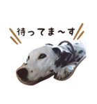 とっても使いやすいアニー犬スタンプ（個別スタンプ：7）