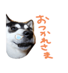 黒柴ちゃんころ（個別スタンプ：21）