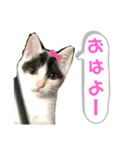 ルルの日常(時々セブン)（個別スタンプ：1）