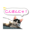 ルルの日常(時々セブン)（個別スタンプ：2）