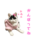 ルルの日常(時々セブン)（個別スタンプ：4）