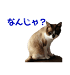 ルルの日常(時々セブン)（個別スタンプ：5）