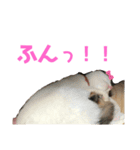 ルルの日常(時々セブン)（個別スタンプ：6）