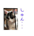 ルルの日常(時々セブン)（個別スタンプ：7）