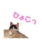 ルルの日常(時々セブン)（個別スタンプ：8）