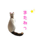 ルルの日常(時々セブン)（個別スタンプ：11）