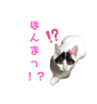 ルルの日常(時々セブン)（個別スタンプ：12）