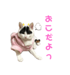 ルルの日常(時々セブン)（個別スタンプ：13）
