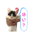 ルルの日常(時々セブン)（個別スタンプ：15）