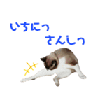 ルルの日常(時々セブン)（個別スタンプ：16）