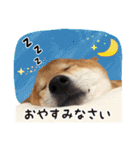 柴犬ぽてとの日常（個別スタンプ：2）