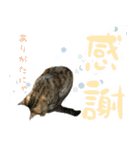 ミルク カギシッポの猫（個別スタンプ：1）