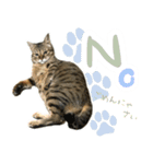 ミルク カギシッポの猫（個別スタンプ：2）