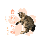 ミルク カギシッポの猫（個別スタンプ：3）