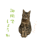 ミルク カギシッポの猫（個別スタンプ：5）