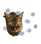 ミルク カギシッポの猫（個別スタンプ：7）