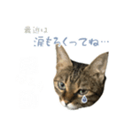 ミルク カギシッポの猫（個別スタンプ：8）